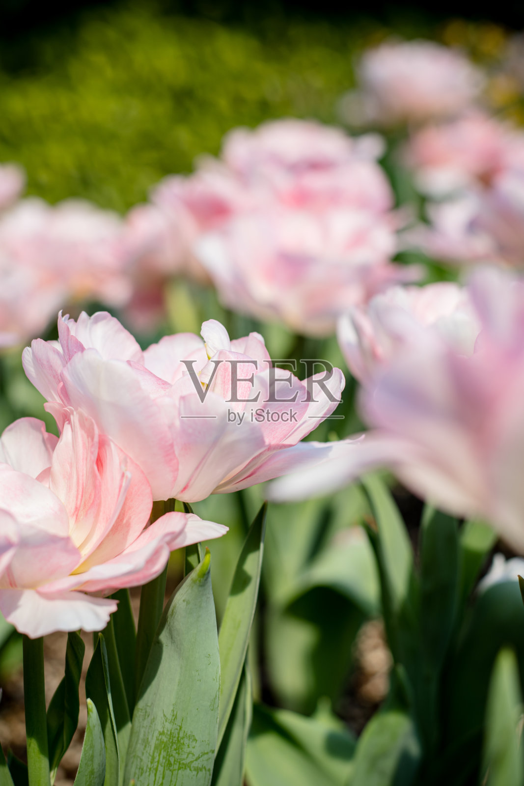 详细拍摄重瓣晚郁金香在粉红色照片摄影图片