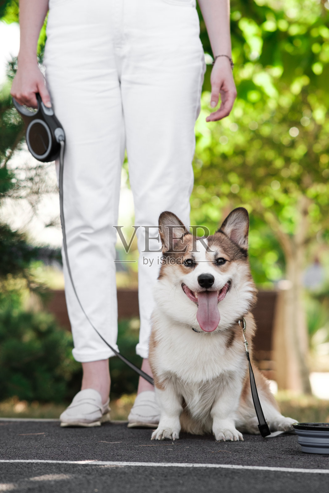 彭布罗克威尔士柯基犬和它的主人在一个阳光明媚的日子里在城市公园里散步。站在主人旁边。快乐的小狗。理念关怀、动物生命、健康、展示、犬种照片摄影图片