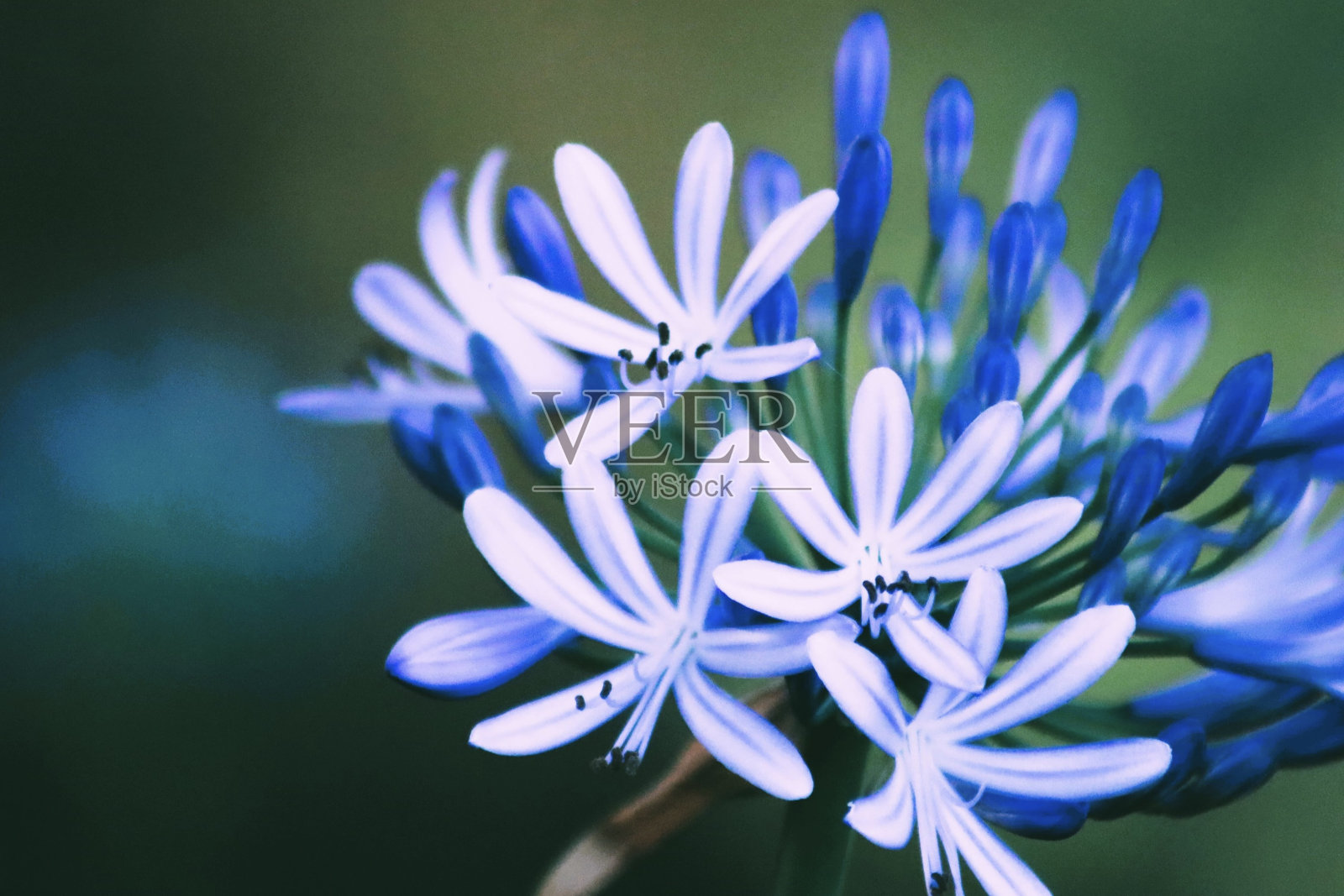 蓝花照片摄影图片