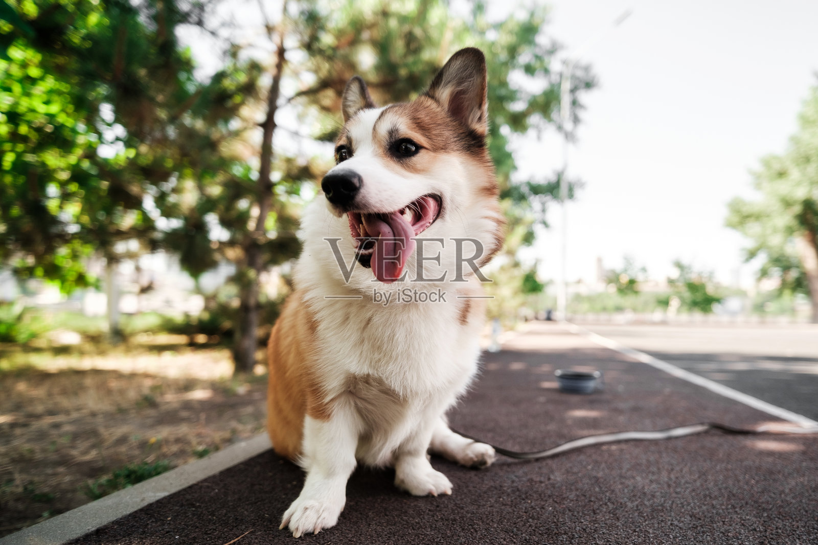 彭布罗克威尔士柯基犬在阳光明媚的日子里。他坐下来，看着旁边，伸出舌头。快乐的小狗。理念关怀，动物生命，健康，展现照片摄影图片