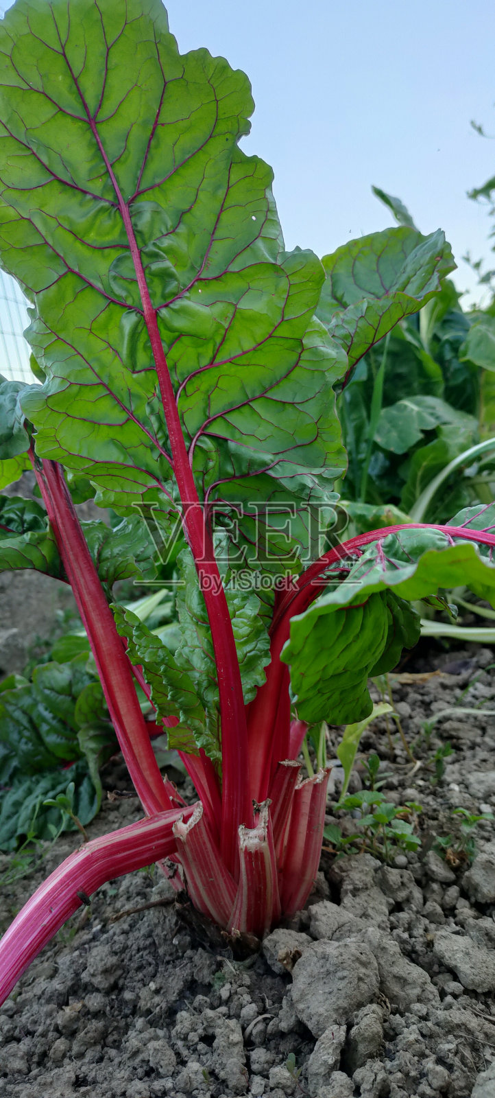 甜菜叶有红肋照片摄影图片