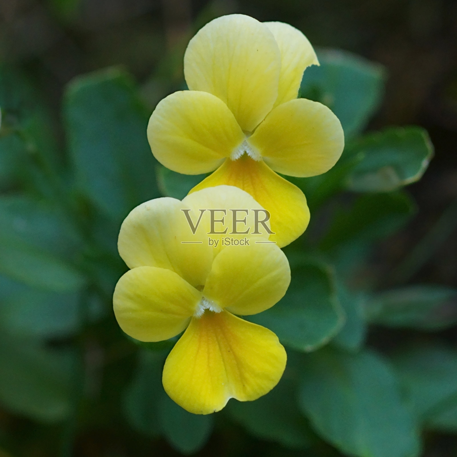 野生三色堇或约翰尼跳起来花的优雅和美丽;中提琴三色;微距摄影照片摄影图片