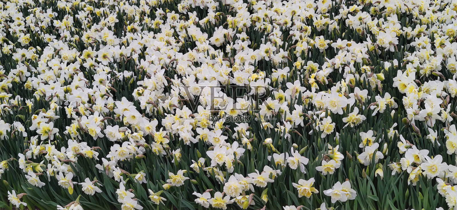 白色的花朵地板质感自然照片摄影图片