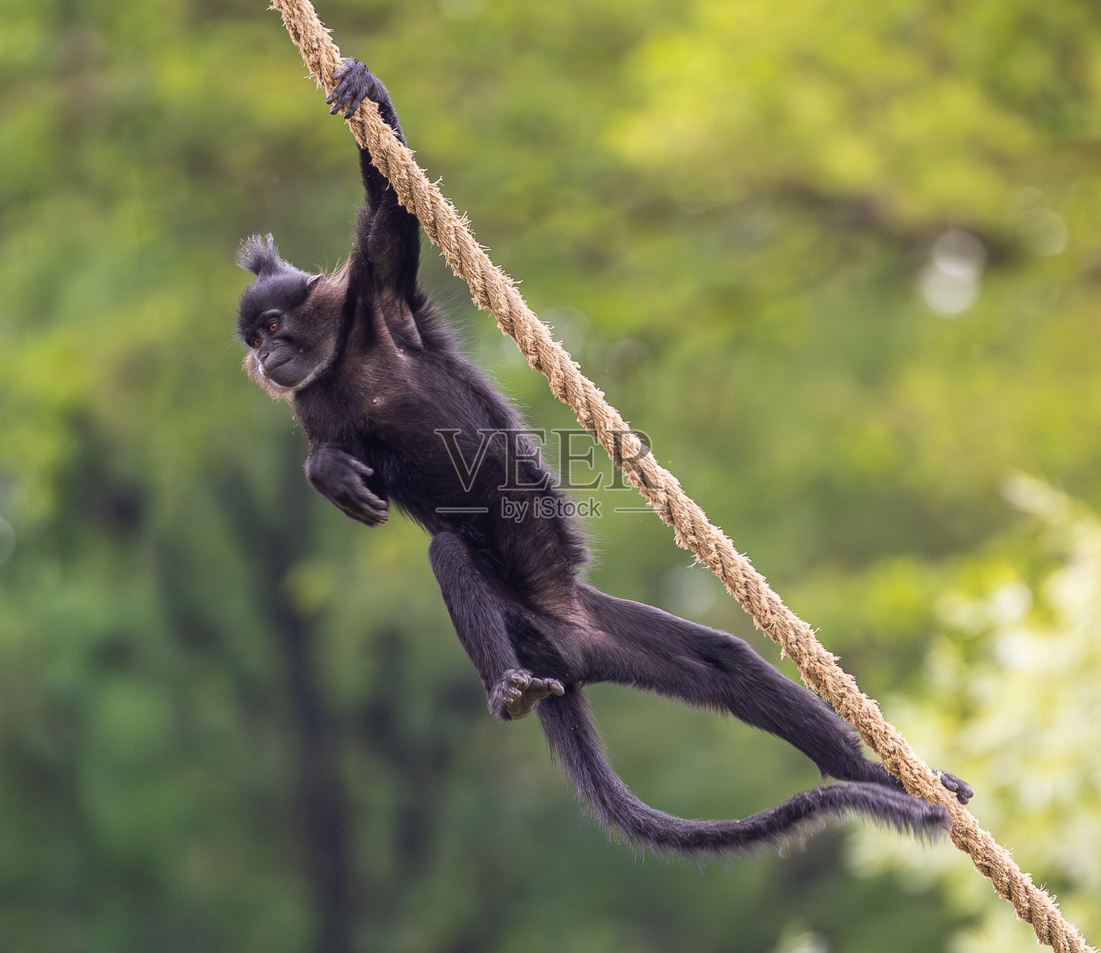 挂在绳子上的黑冠白眉鸟特写照片摄影图片