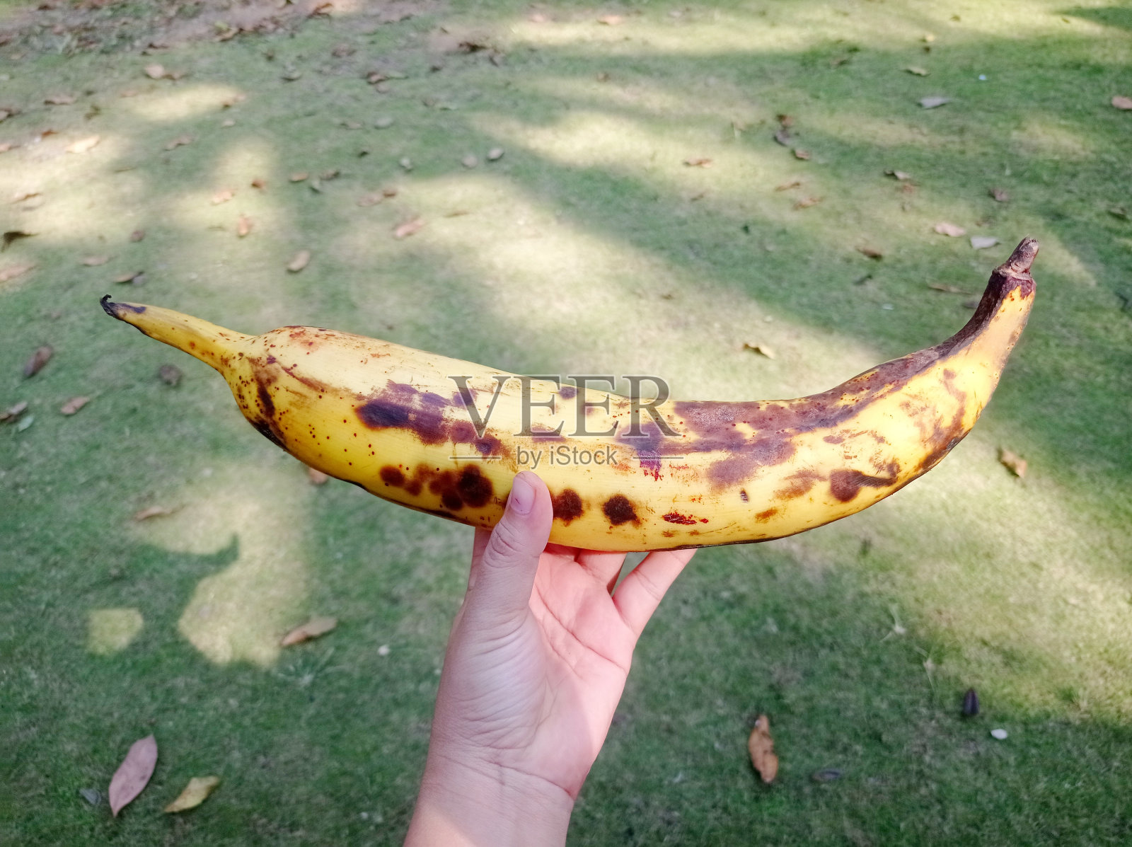 香蕉在手照片摄影图片