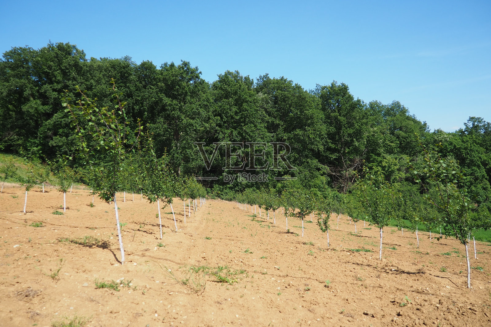 春天把一棵苹果树的树苗种在花园的土壤里，种在一个洞里。植树季节。塞尔维亚弗鲁斯卡戈拉国家公园的耕地照片摄影图片