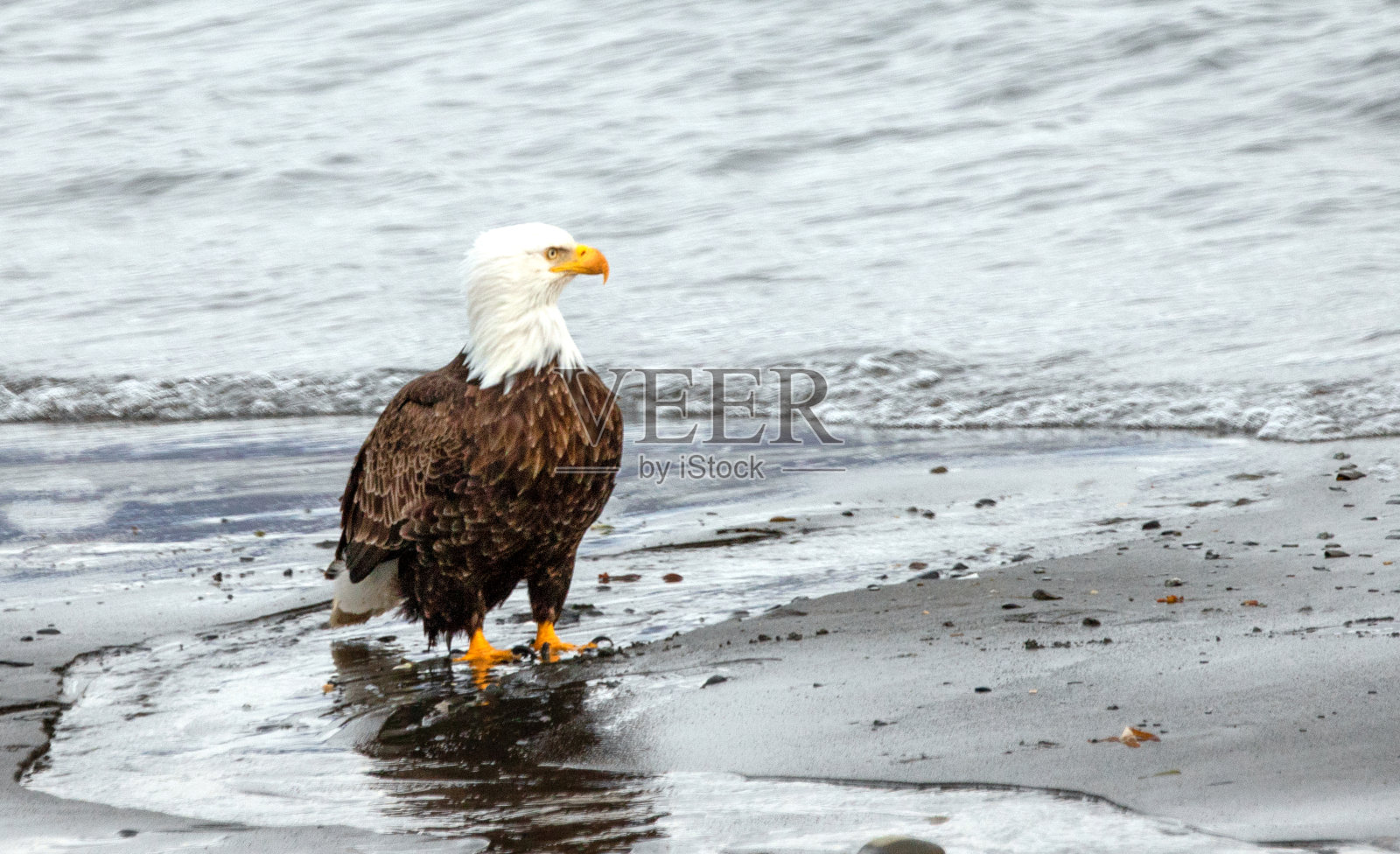 美国阿拉斯加荷马海滩上的秃鹰照片摄影图片