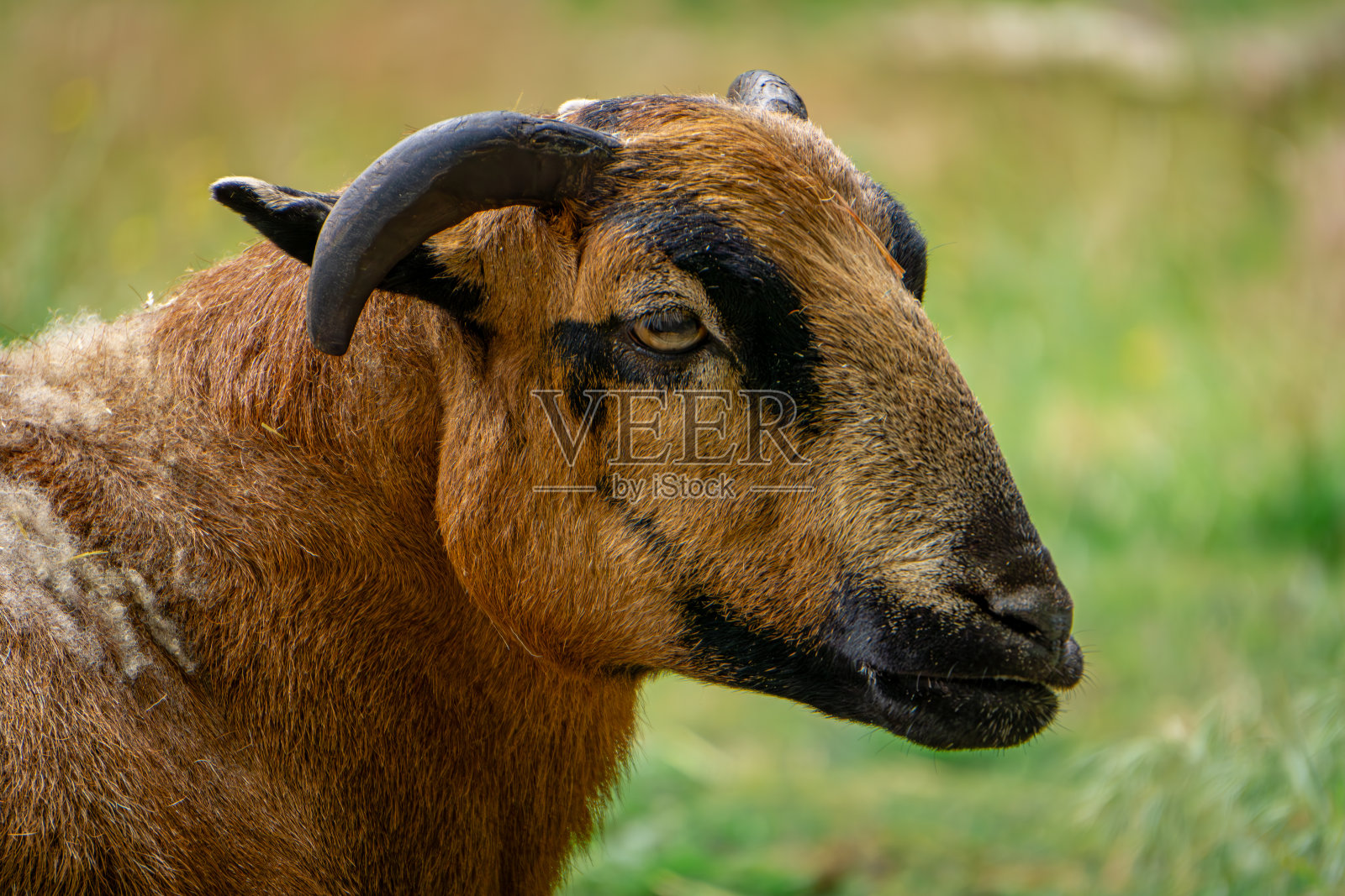 喀麦隆羊躺在绿草地上，农场动物长着角休息，侧面肖像照片摄影图片