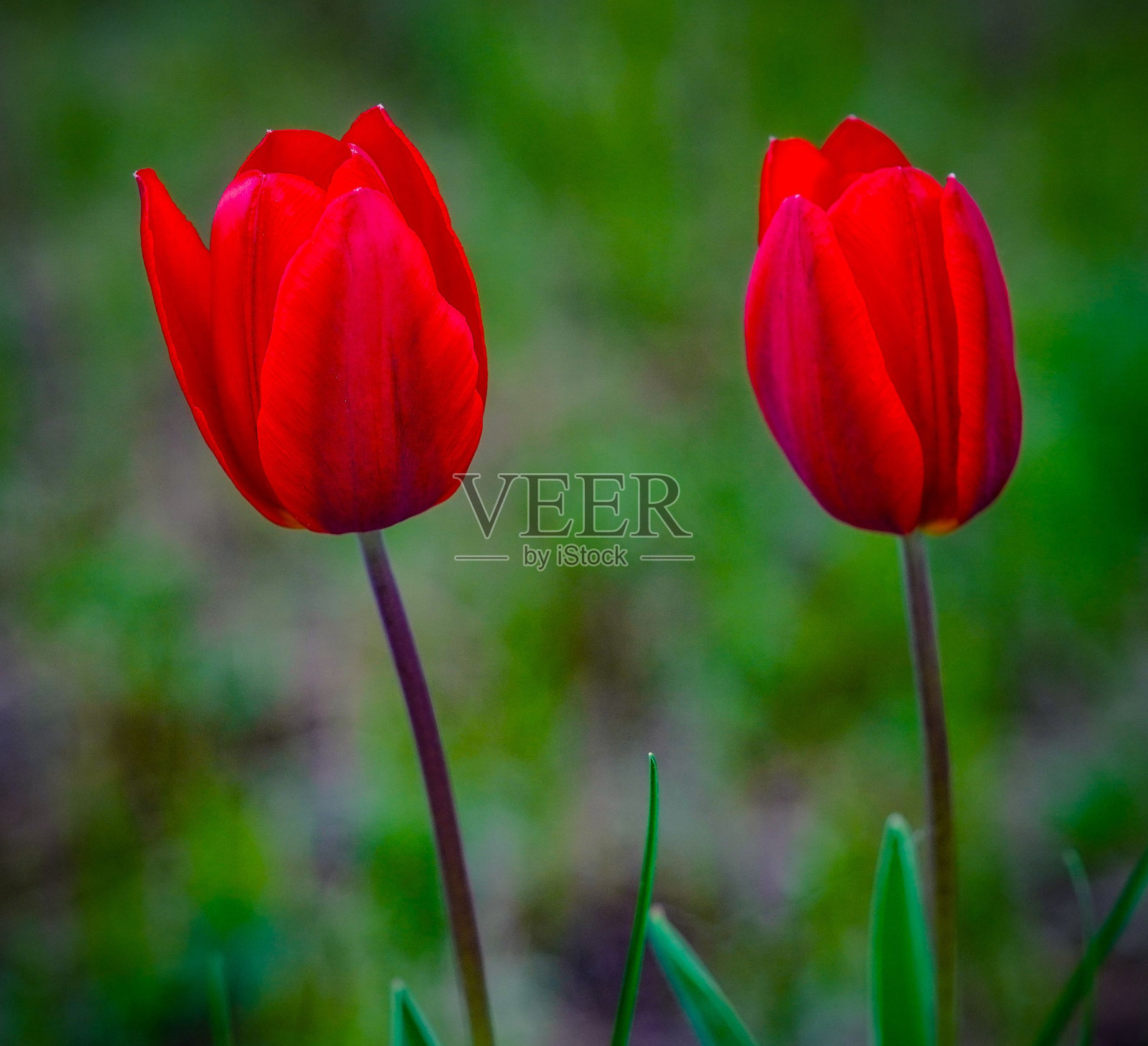 花园中两朵鲜艳的红色郁金香的特写照片摄影图片