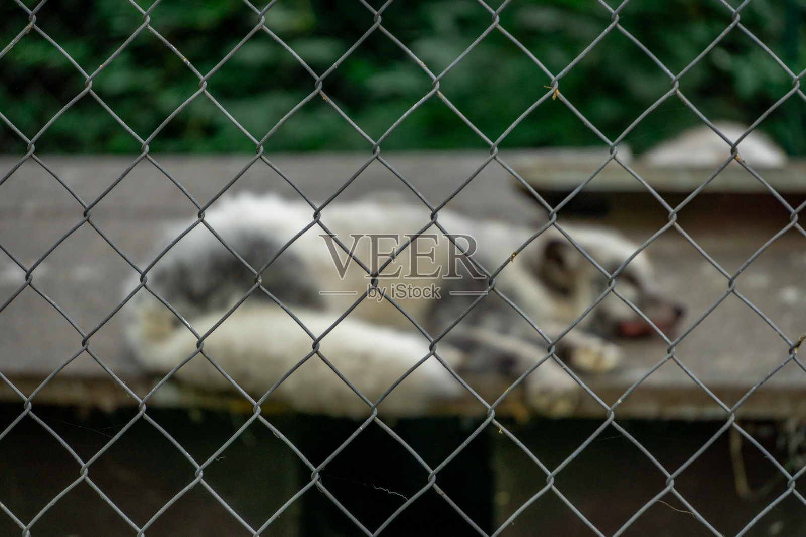 躺在高温笼子里的野生白狐。悲伤的封闭模糊的狐狸在尖锐的栅栏后面。拴着皮带的野生动物。照片摄影图片