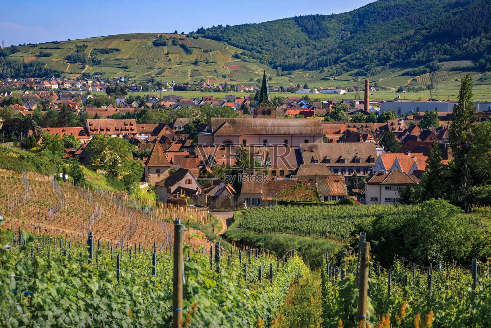 法国图尔克海姆，阿尔萨斯葡萄酒之路上一个村庄葡萄园里的葡萄藤照片摄影图片