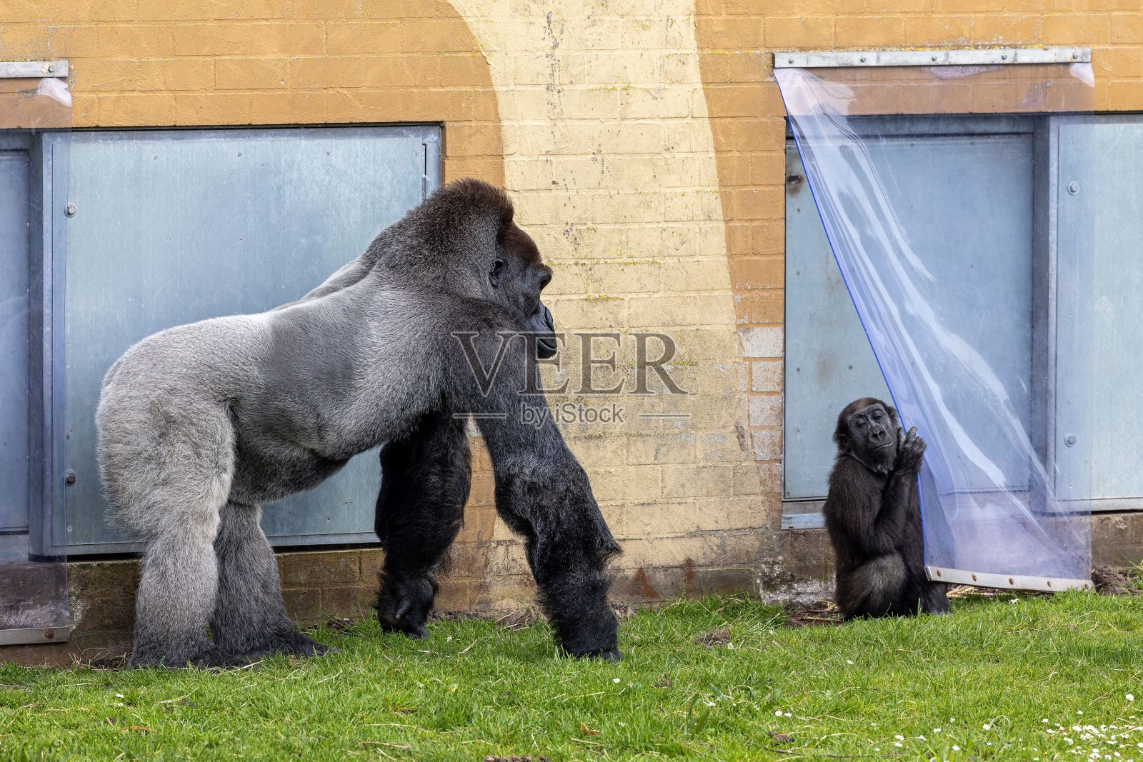 西部低地大猩猩和动物园户外的一只小大猩猩照片摄影图片