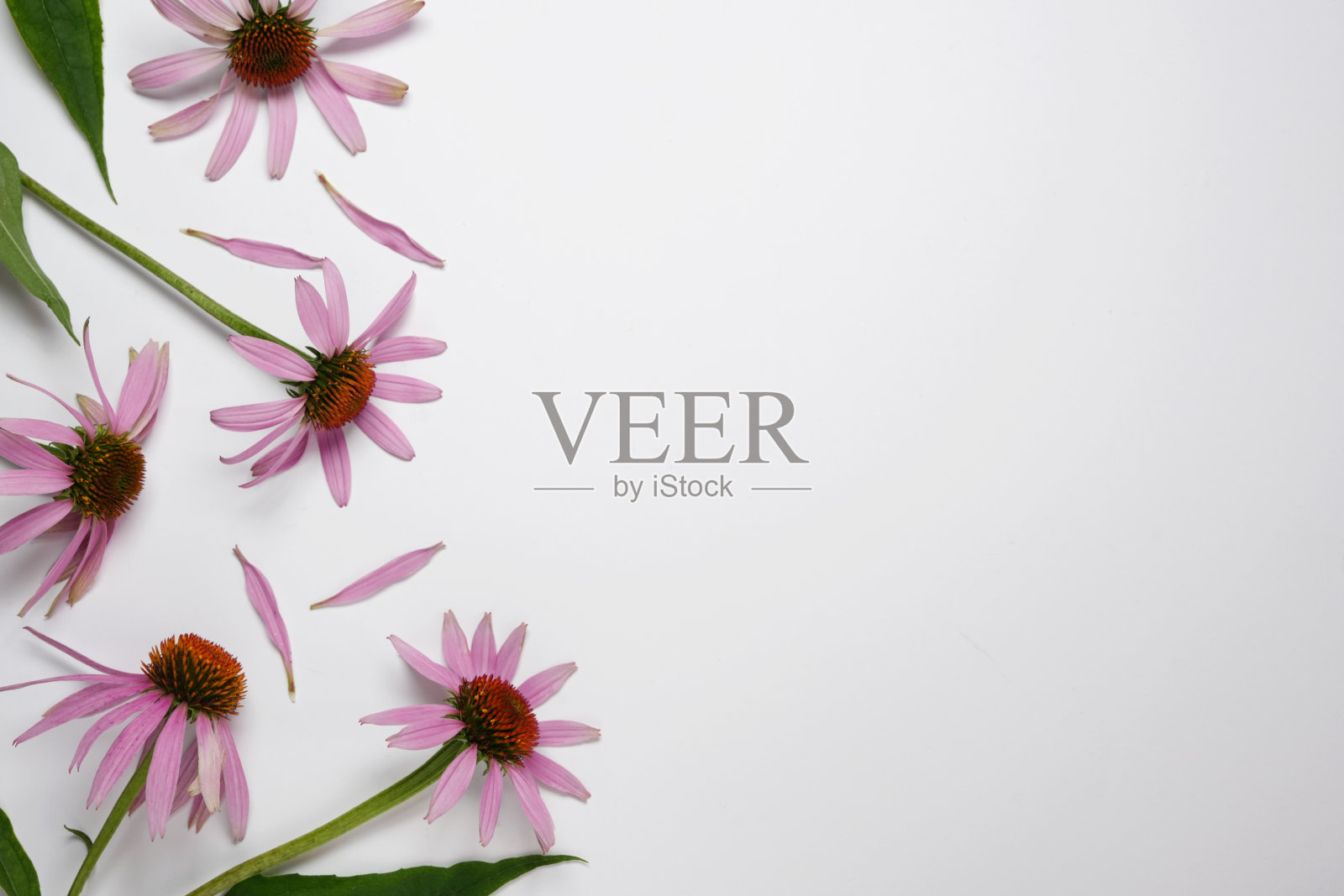 银花或紫锥菊隔离在白色背景与复制空间为您的文字。前视图。平的。照片摄影图片