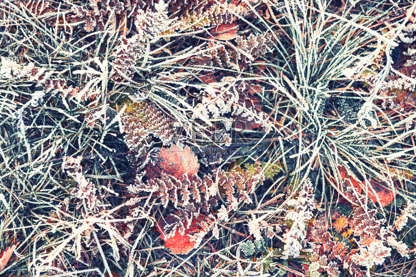 秋天森林里被霜覆盖的叶子和草。抽象秋天的自然背景照片摄影图片