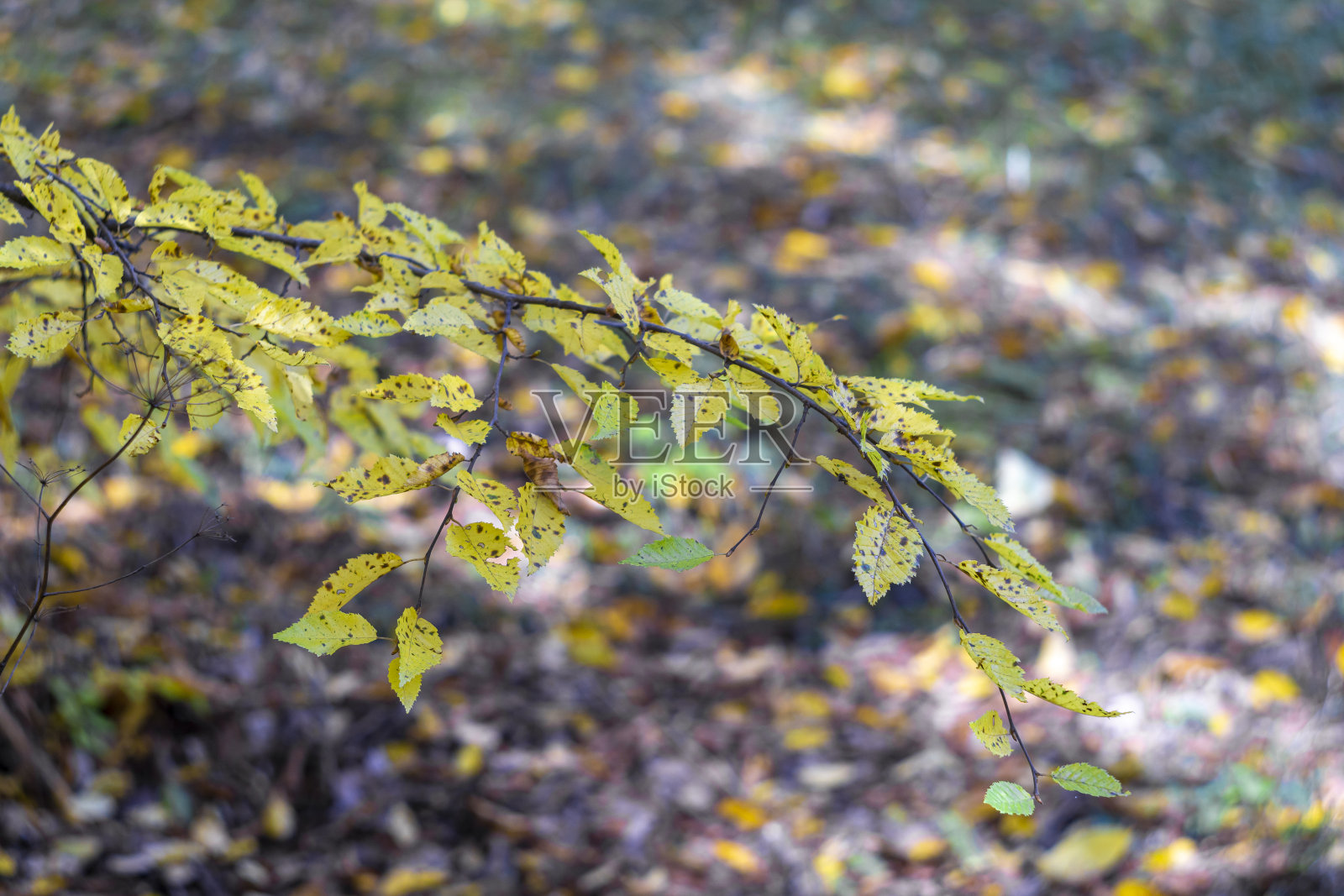 阳光照耀下树枝上秋天的黄叶。模糊的背景照片摄影图片