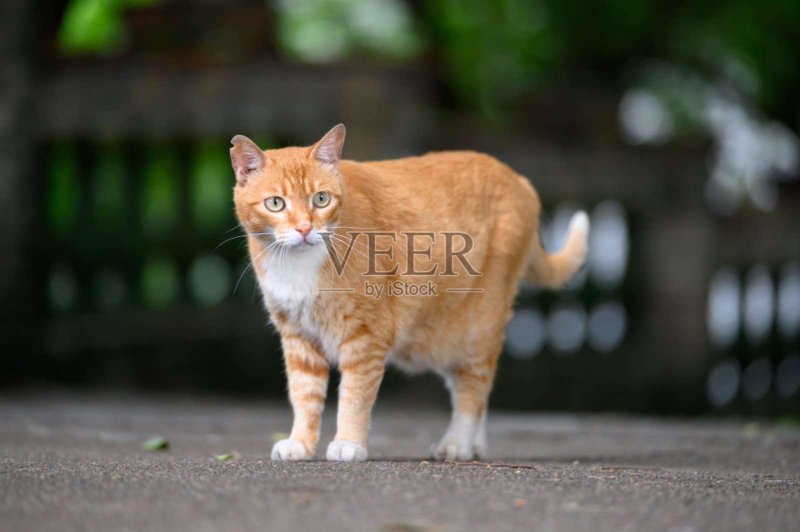 老虎猫在户外自由行走照片摄影图片