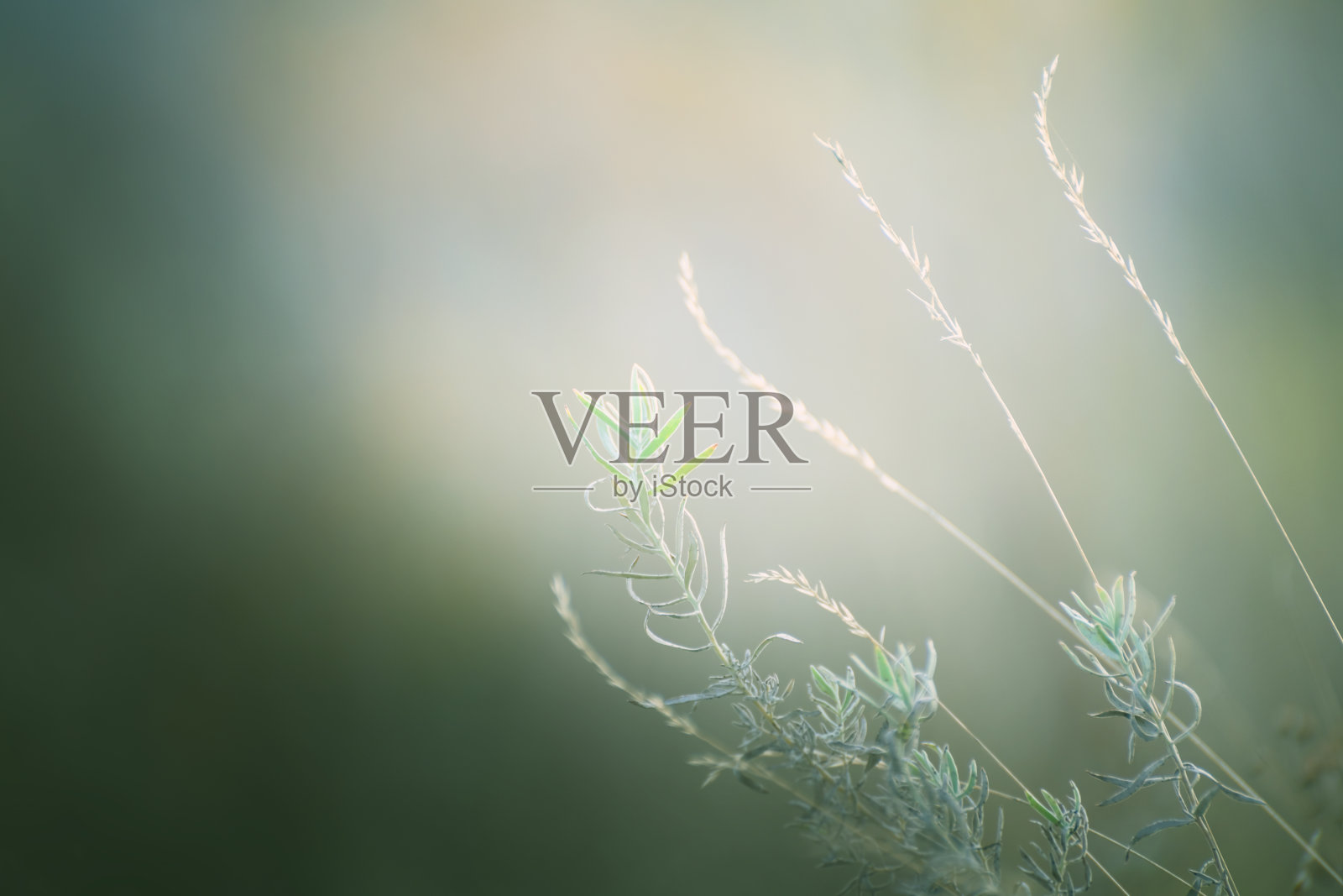 日落时森林里的绿草。宏观形象,。美丽的夏日自然背景照片摄影图片