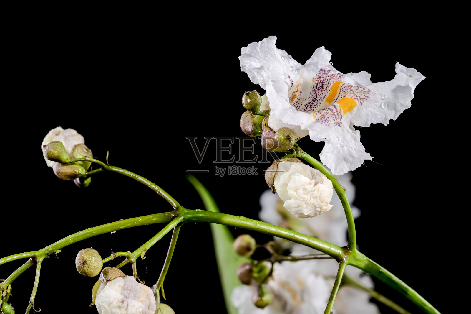 黑色背景上盛开的白色北梓树照片摄影图片