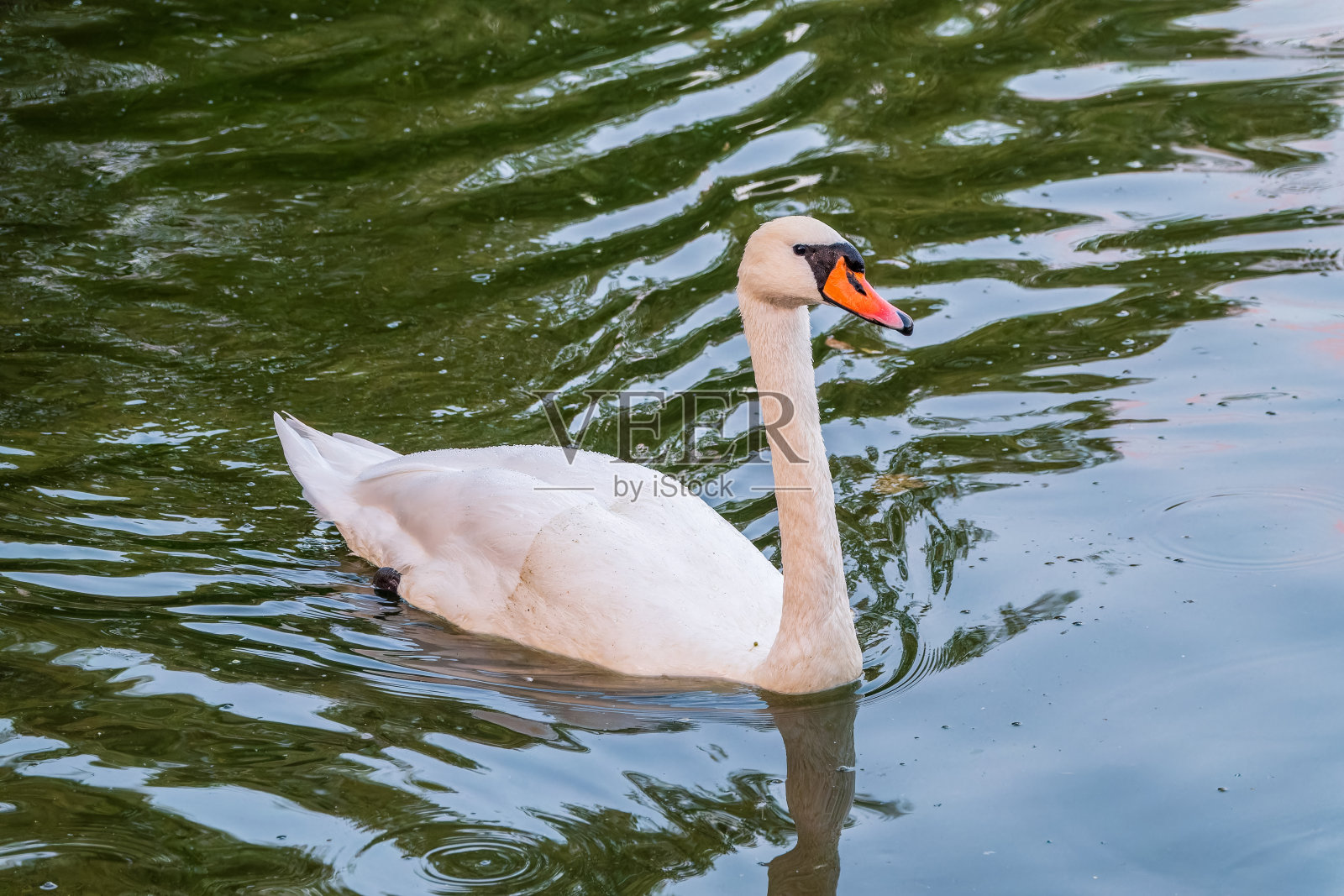 一只优雅的白天鹅在黑暗的湖面上游泳。白天鹅倒映在水中照片摄影图片