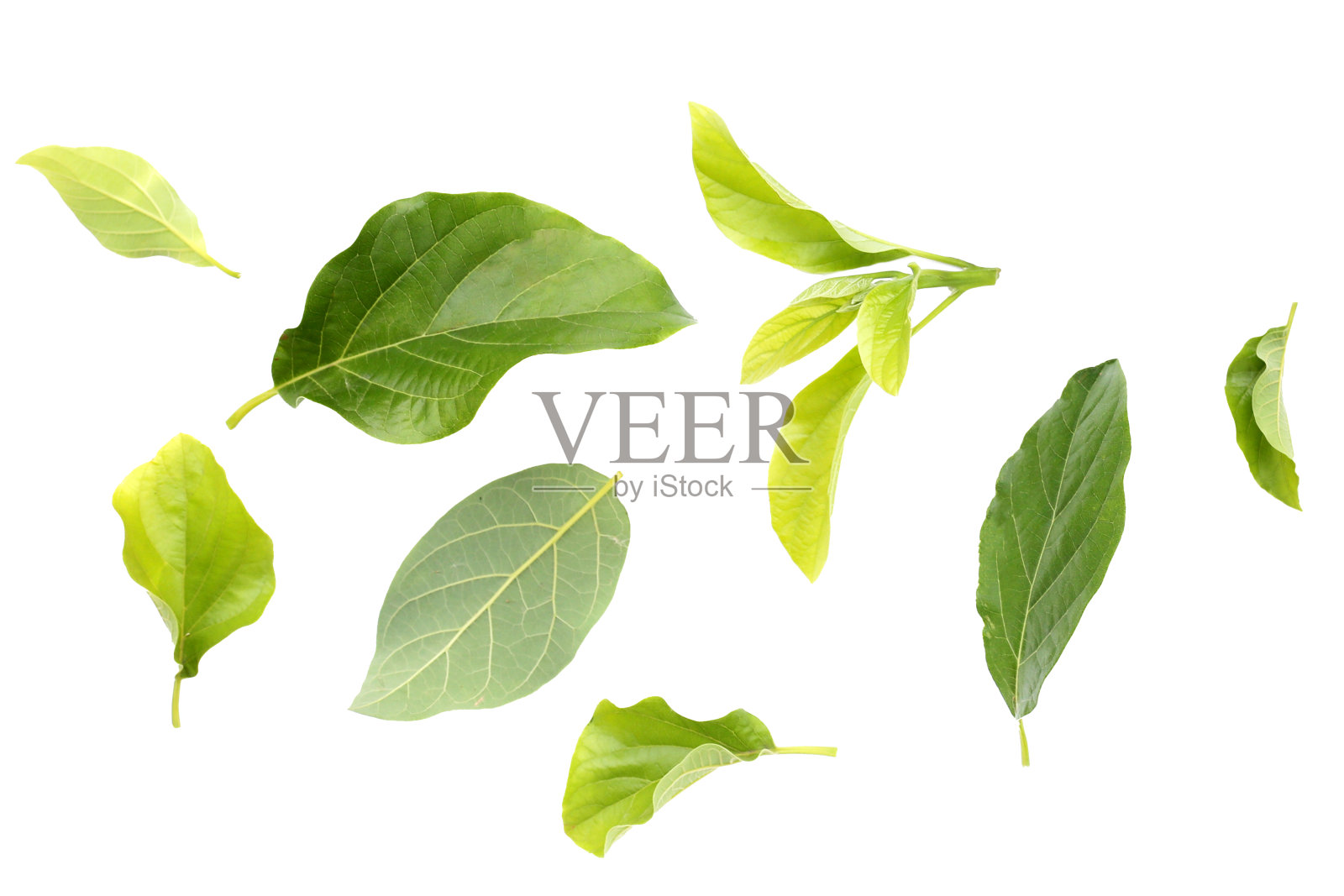 白色背景上的牛油果绿叶。照片摄影图片