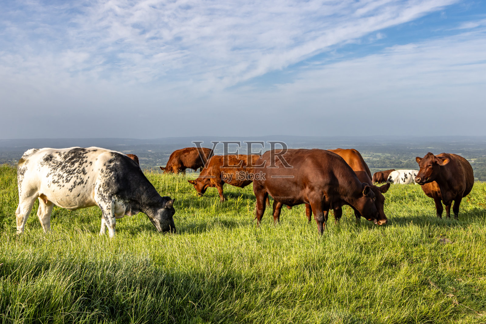 在一个阳光明媚的夏日夜晚，牛群在苏塞克斯郡的沟渠灯塔上吃草照片摄影图片