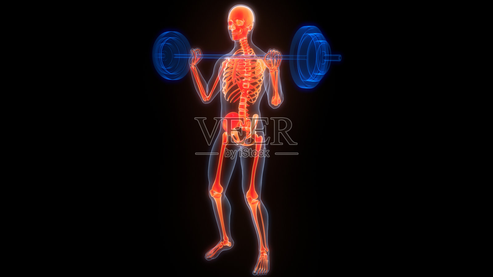 人体骨骼系统骨关节解剖学照片摄影图片