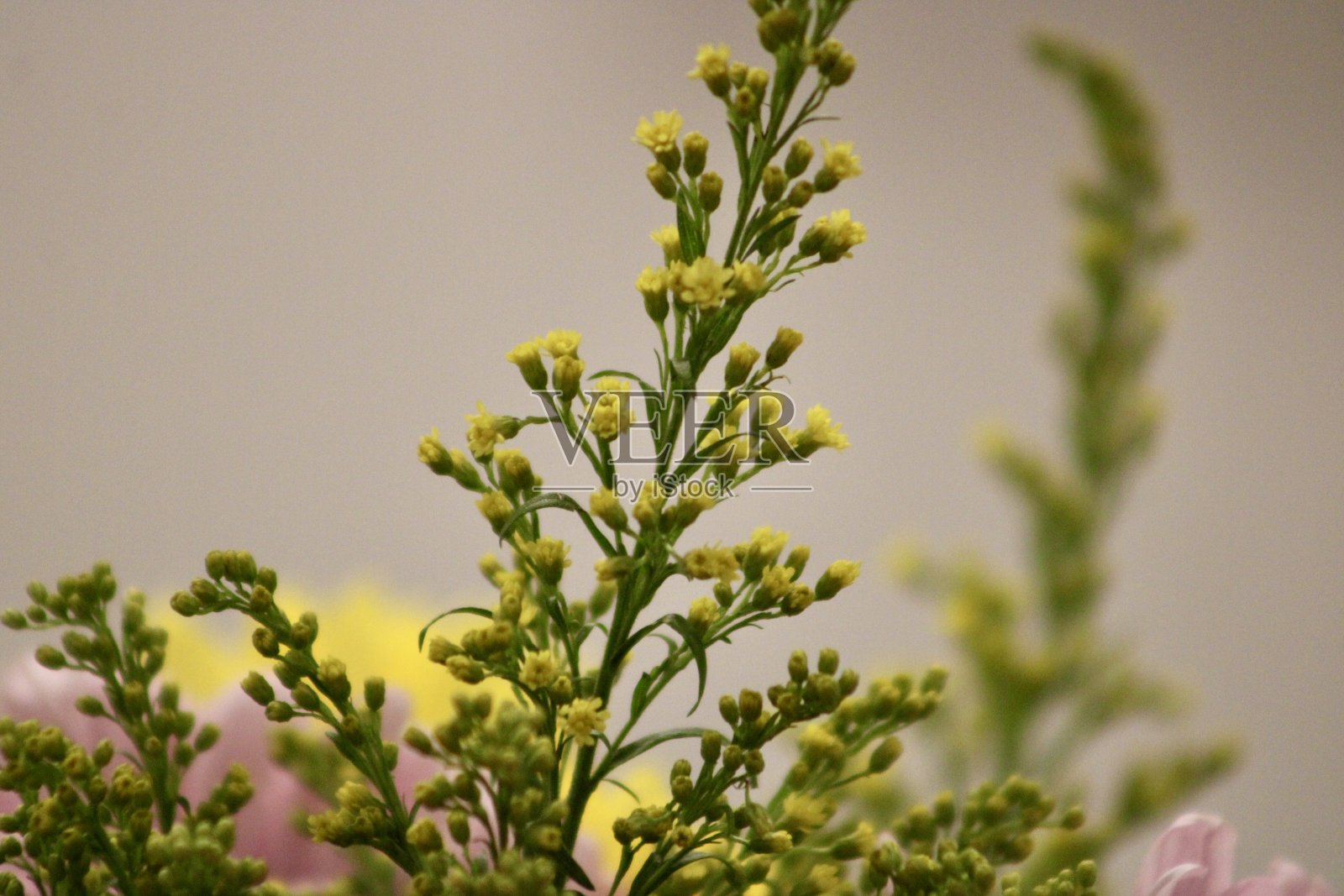 菊花花束照片摄影图片