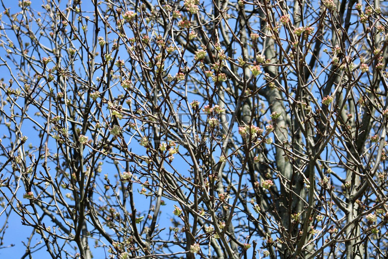 画廊梨树照片摄影图片