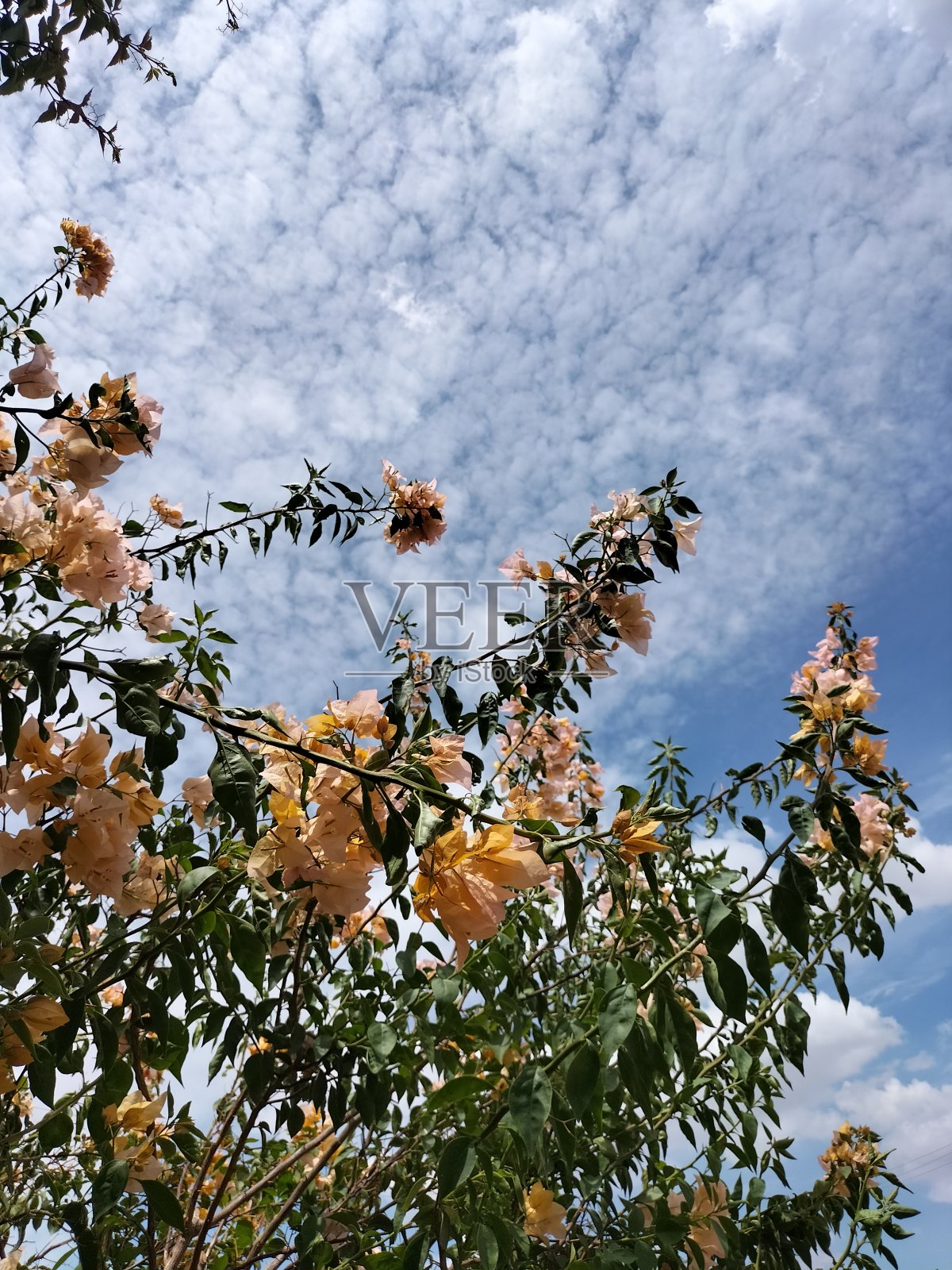 天空，树和云照片摄影图片