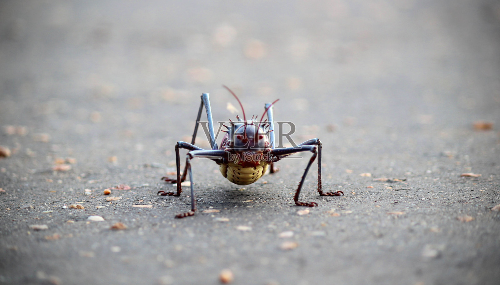 玉米板球照片摄影图片