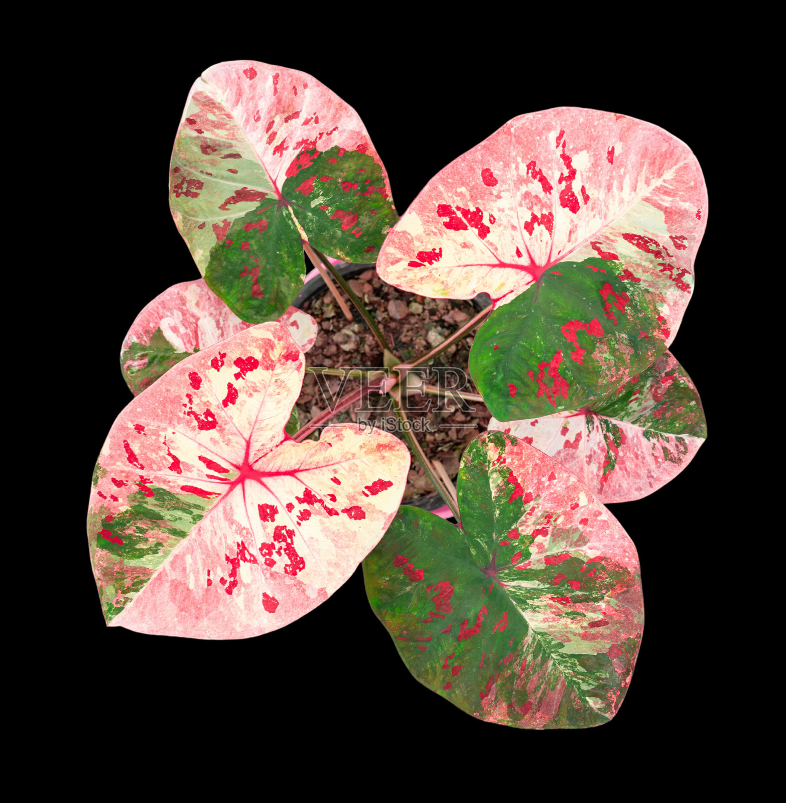 美丽的彩色caladium在黑色背景隔离与剪辑路径。叶子植物的女王。五彩缤纷的树叶孤立的对象照片摄影图片