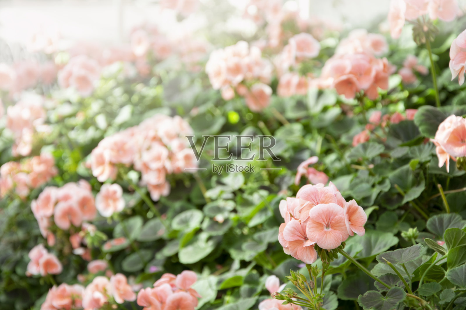花园里五颜六色的花。照片摄影图片
