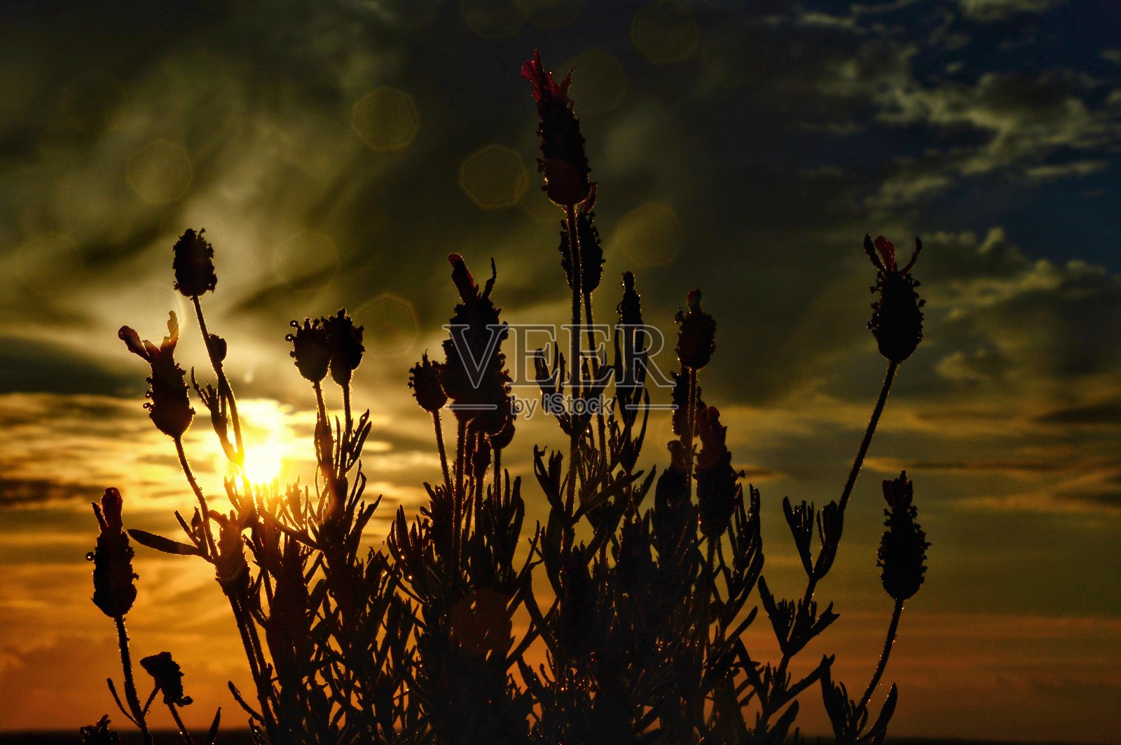 薰衣草日落照片摄影图片