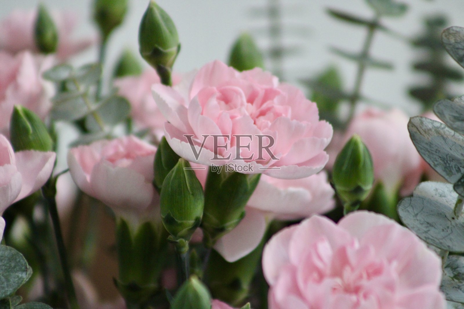 粉色的玫瑰照片摄影图片