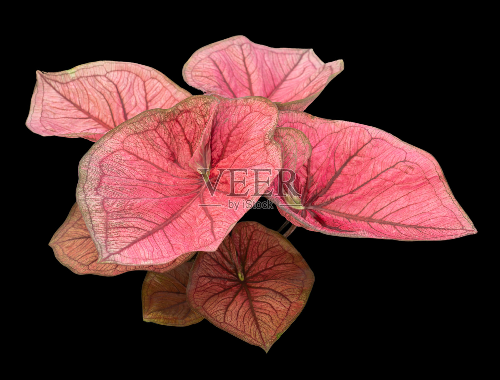 美丽的彩色caladium在黑色背景隔离与剪辑路径。叶子植物的女王。五彩缤纷的树叶孤立的对象照片摄影图片
