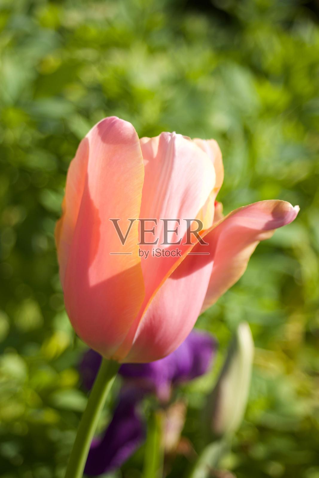 花照片摄影图片