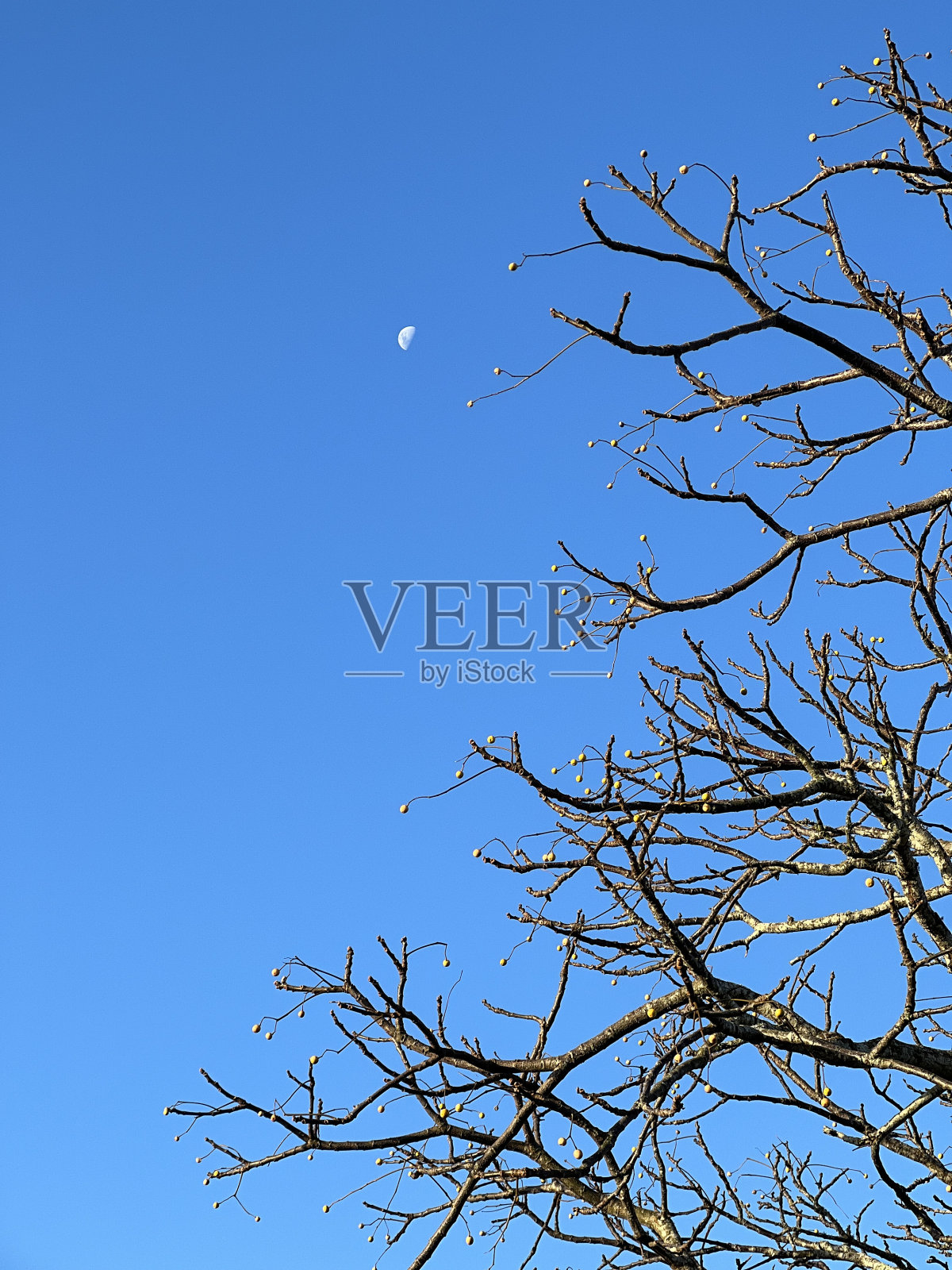 美丽的午后月亮照片摄影图片