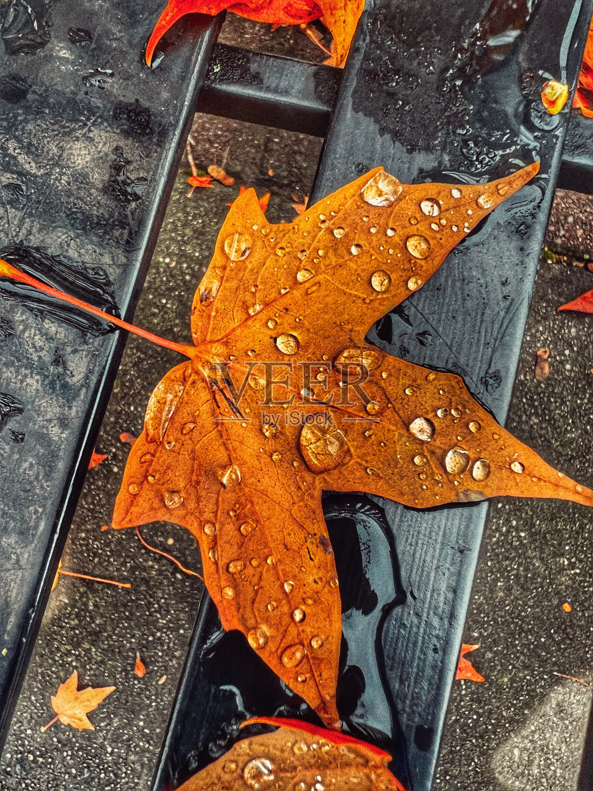 秋天照片摄影图片