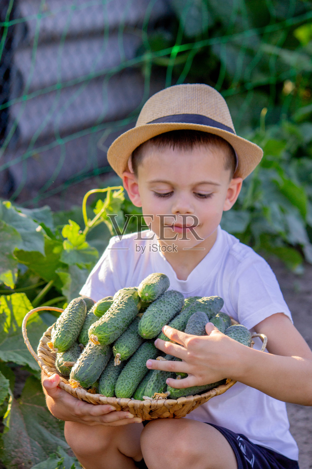 男孩农民收集黄瓜。有选择性的重点照片摄影图片