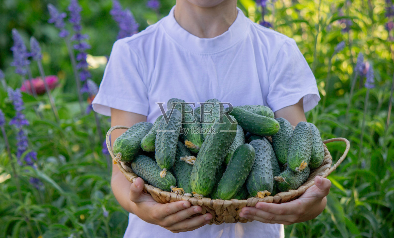 男孩农民收集黄瓜。有选择性的重点照片摄影图片
