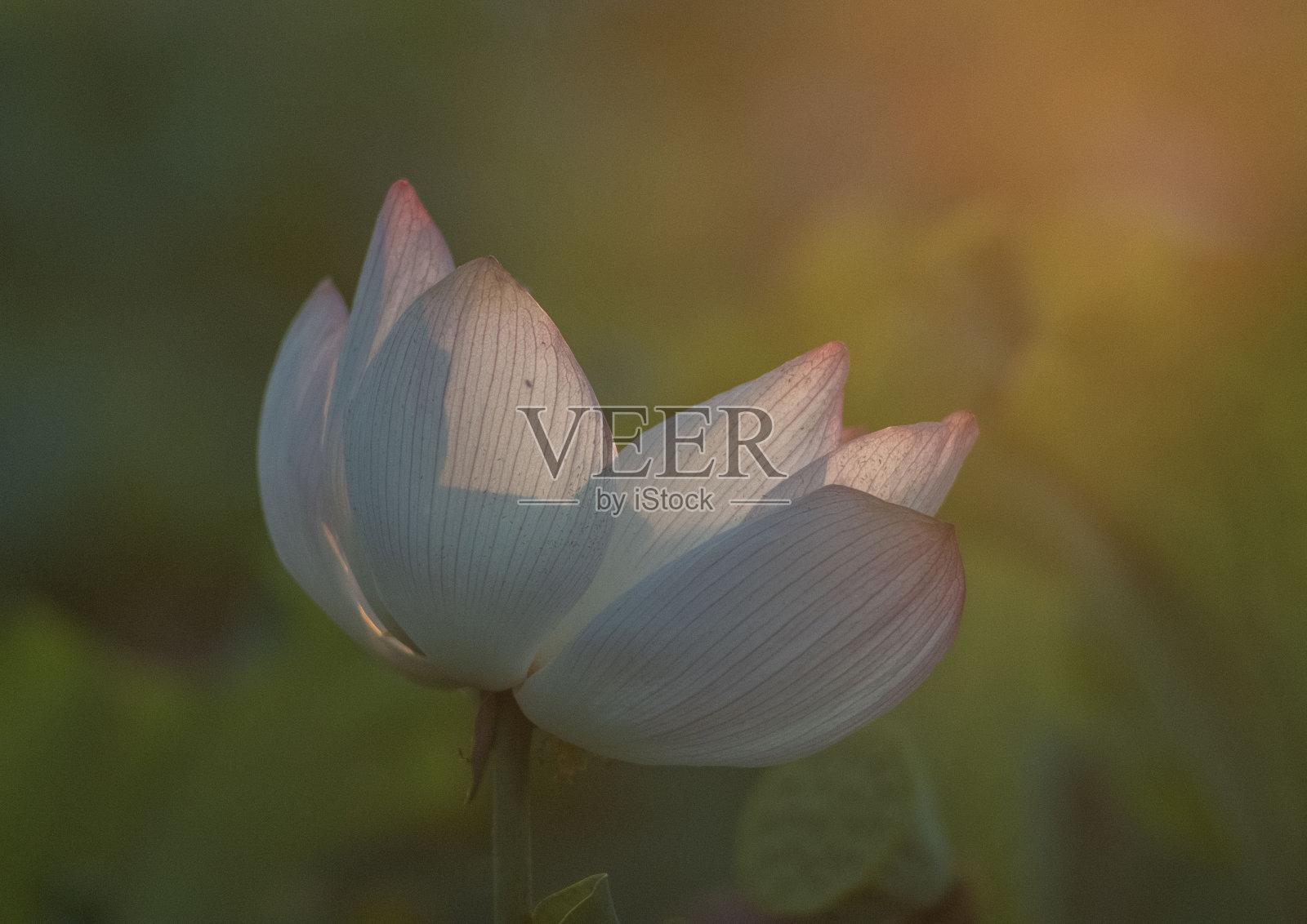 莲属照片摄影图片