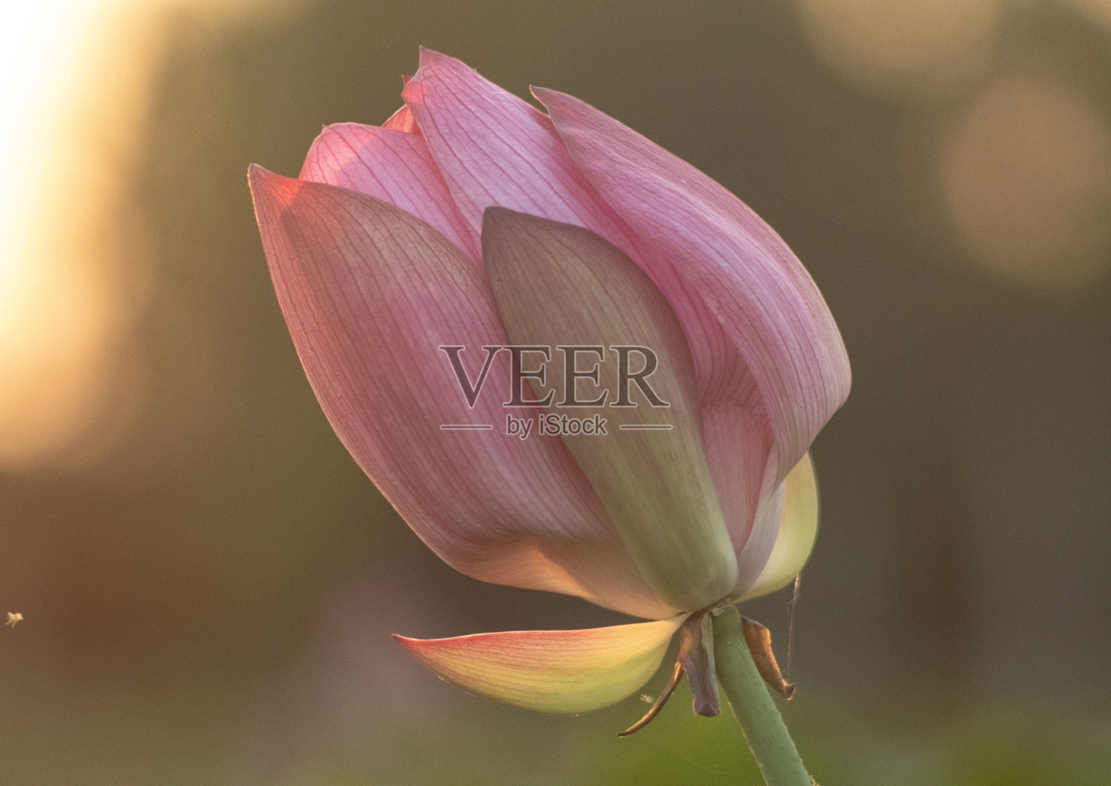 莲属照片摄影图片