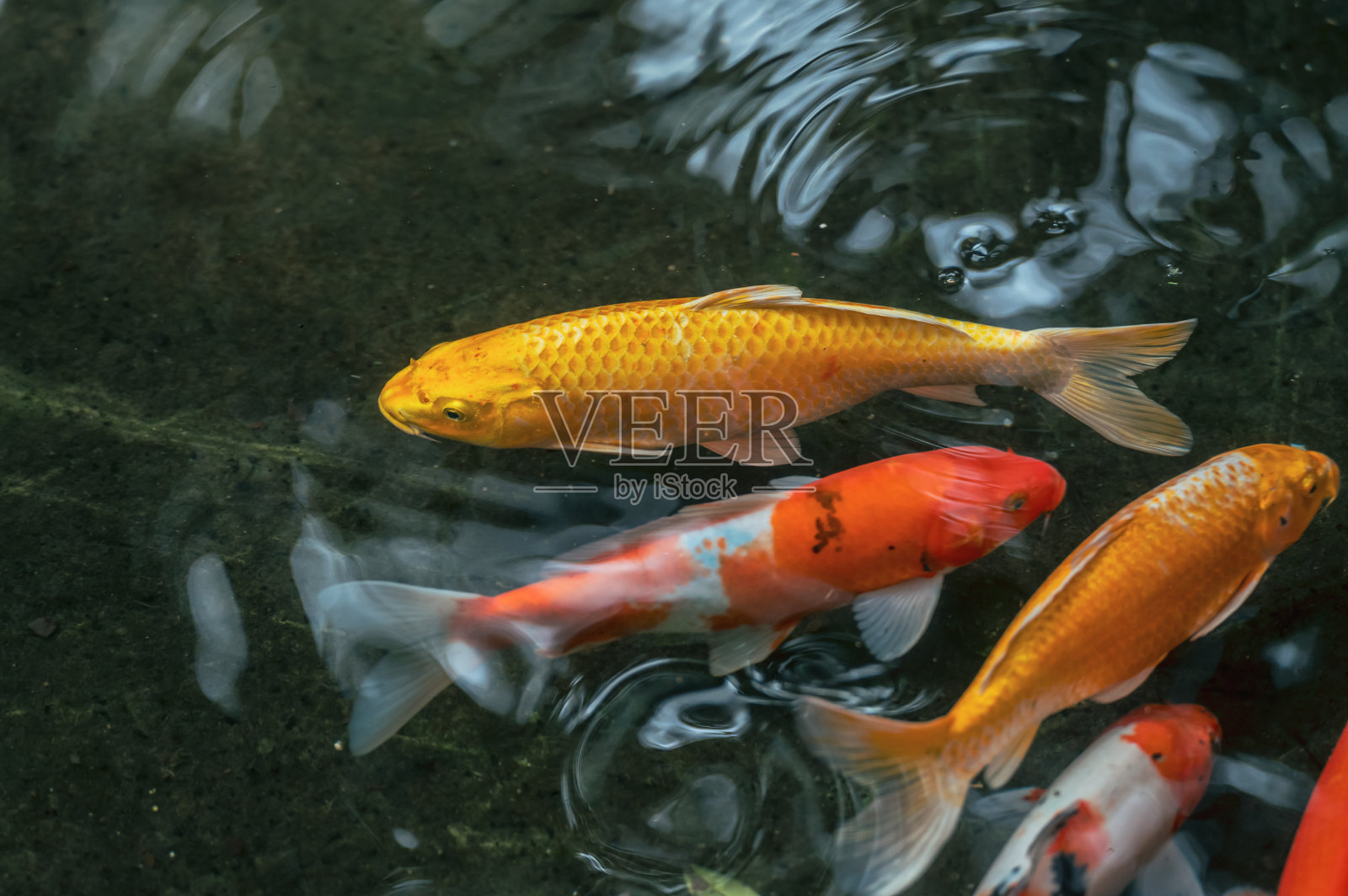 池塘中的彩色锦鲤照片摄影图片