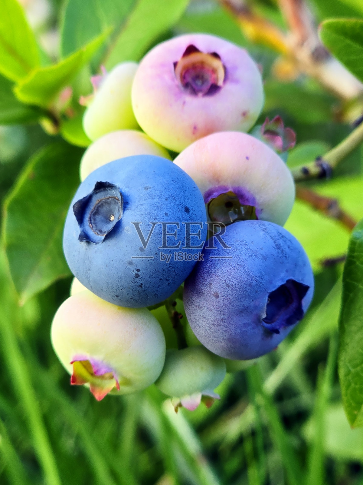 蓝莓照片摄影图片