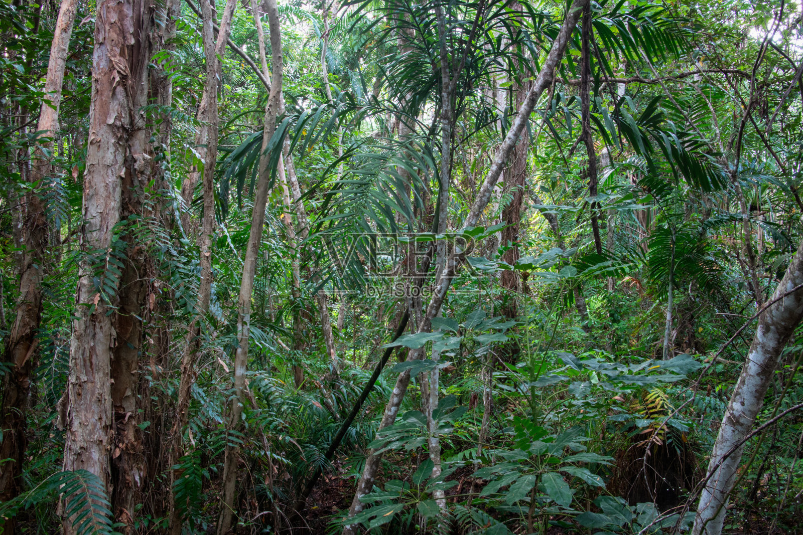 沿海沼泽照片摄影图片