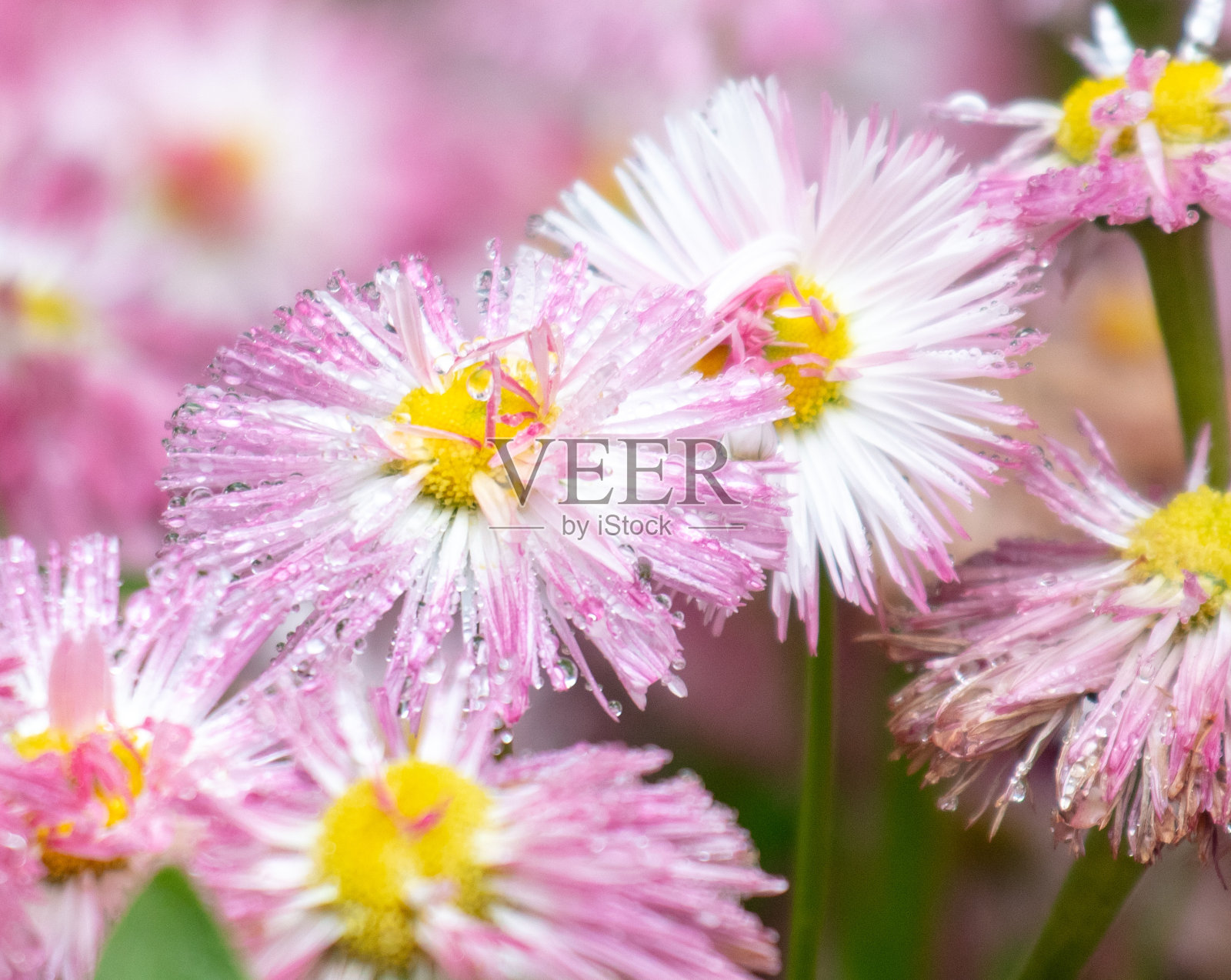 粉红色的雏菊多年生花在水滴里照片摄影图片