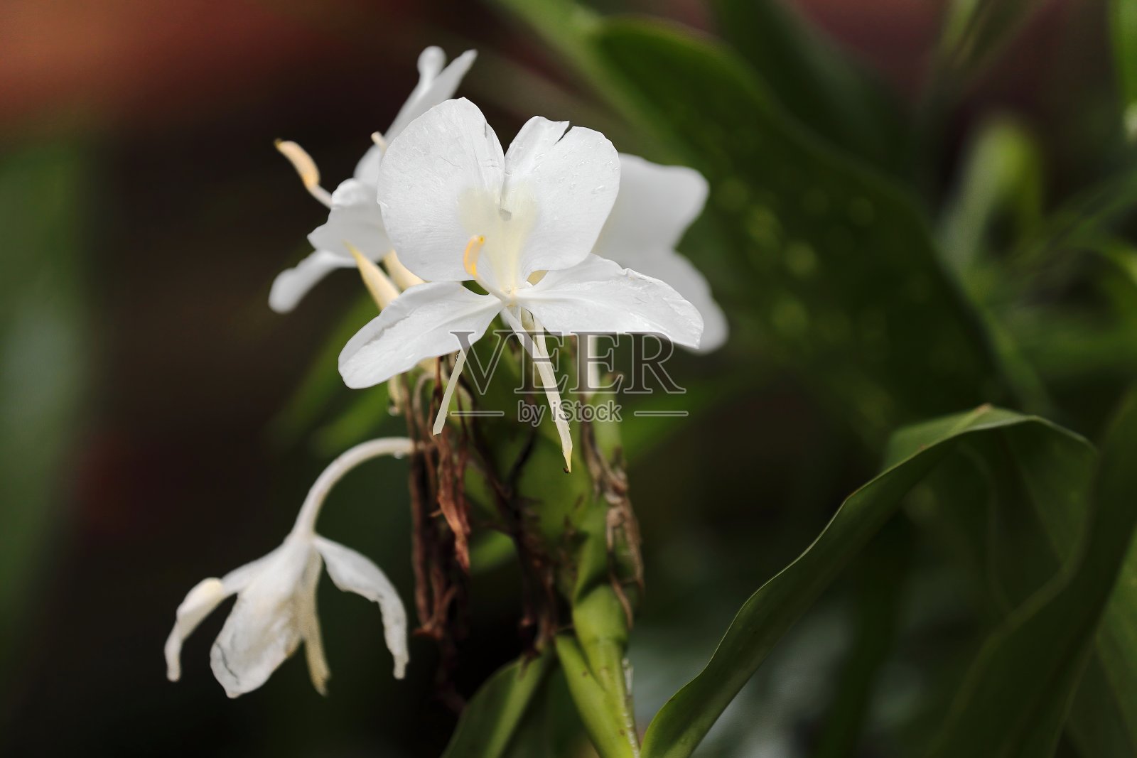 蝴蝶花——蝴蝶花——这个国家的国花，在一场热带暴雨后湿了。圣多明哥——《格拉玛报》——古巴- 430照片摄影图片