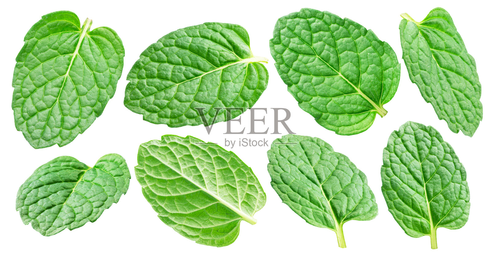 收集绿色新鲜薄荷叶或绿薄荷叶在白色背景。全景深。文件包含剪辑路径。照片摄影图片