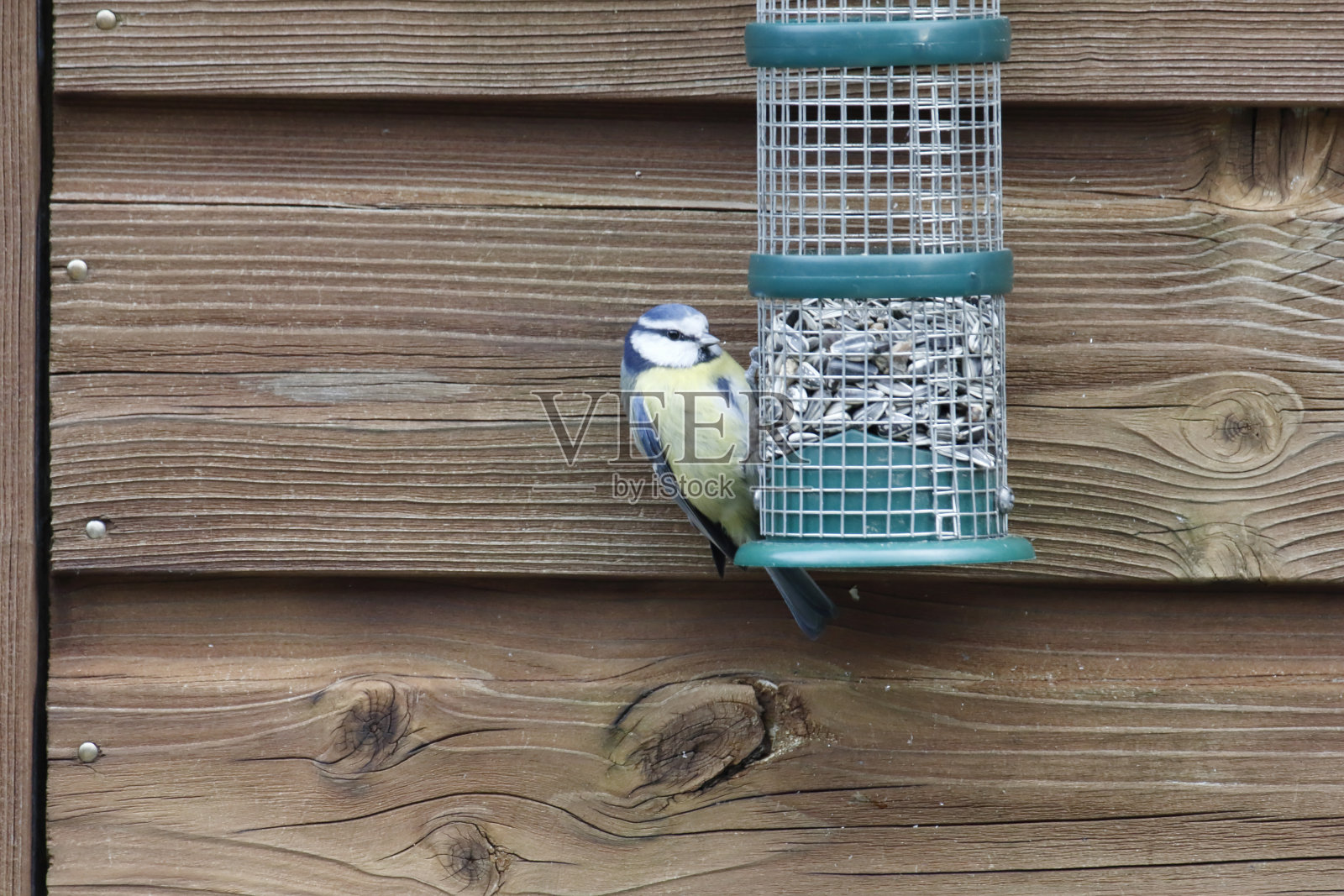 冬季觅食的蓝山雀照片摄影图片