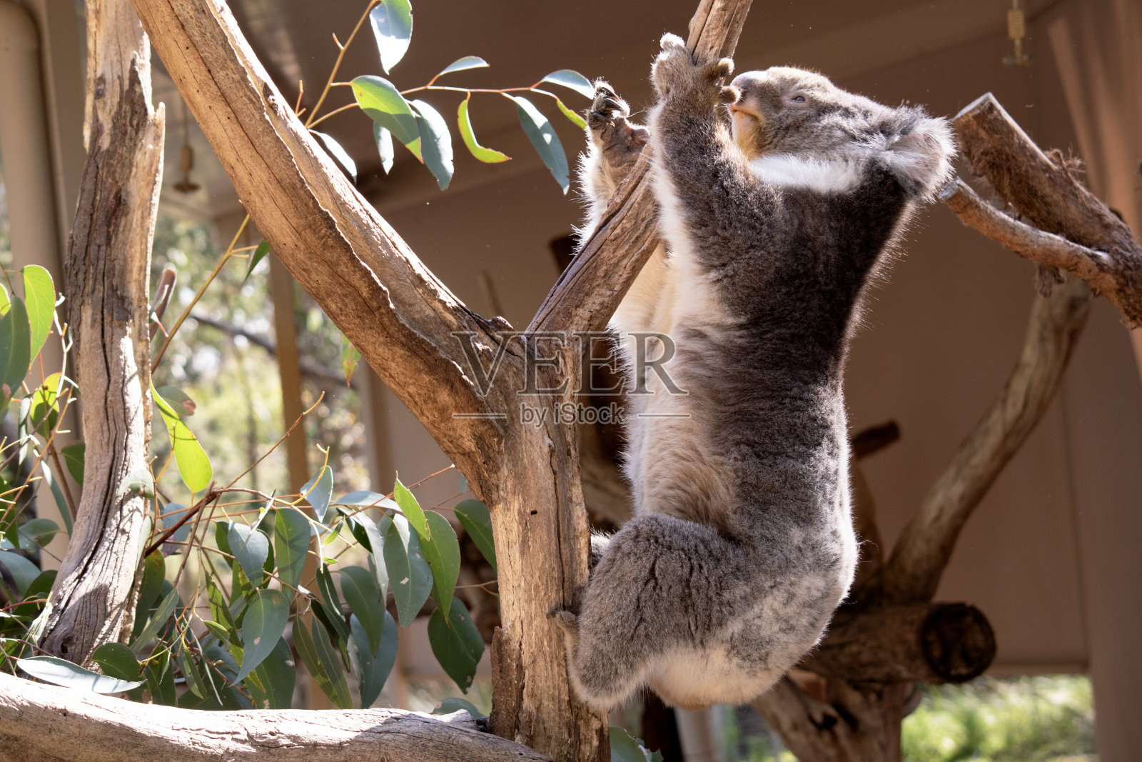 这是一只考拉爬树的侧视图照片摄影图片